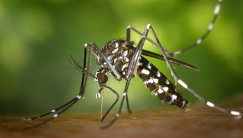Mendoza hará una crianza masiva de mosquitos para combatir el dengue, chikunguña y zika