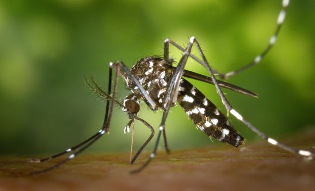 Mendoza hará una crianza masiva de mosquitos para combatir el dengue, chikunguña y zika