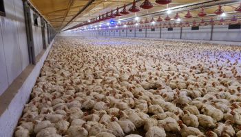 Las exportaciones pollo se recuperan y crecen un 8,8 %