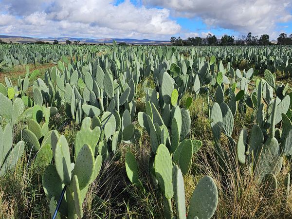 nopal