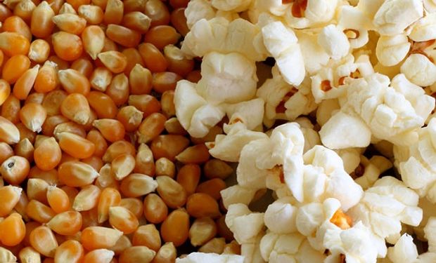 El maíz pisingallo argentino que se produce se exporta en un 97 por ciento, dejando el 3 por ciento restante para el consumo interno.