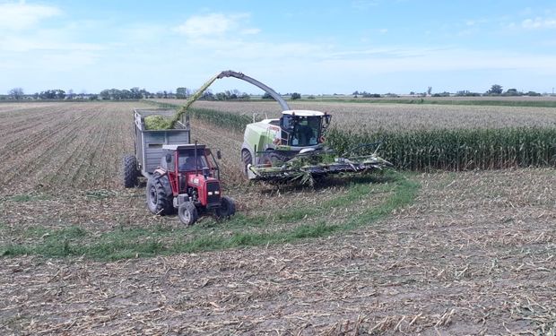 Silo de maíz: analizan los costos y determinan cuánto pueden representar las pérdidas