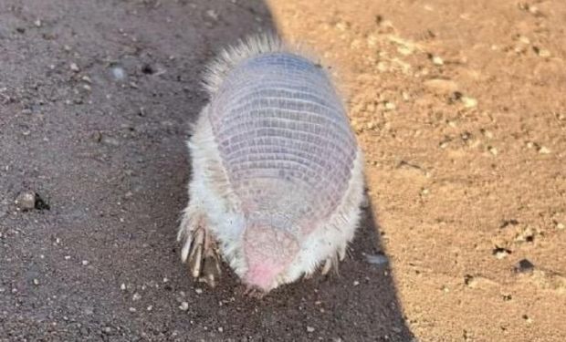 Sorpresa en Neuquén: encuentran un animal en peligro de extinción que vive debajo de la tierra  