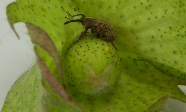 Picudo algodonero en pimpollo.