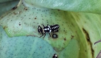 Cómo utilizar insectos aliados para controlar plagas en algodón