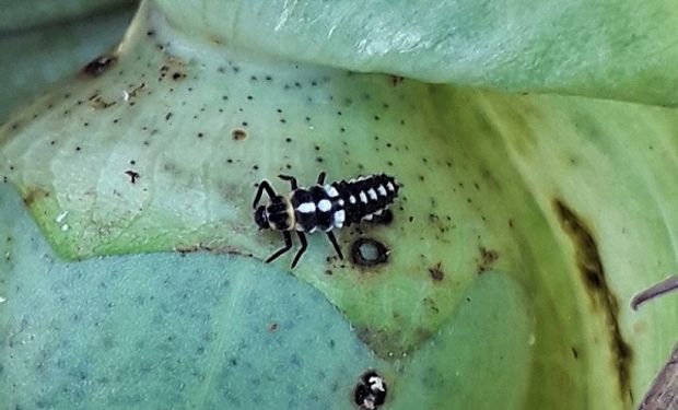 Cómo utilizar insectos aliados para controlar plagas en algodón