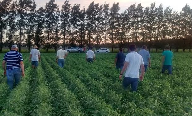 Bayer organizó una serie de reuniones a campo para intercambiar experiencias y ofrecer alternativas de manejo para esta plaga.