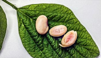 Avanza la tecnología que permite producir la misma cantidad de proteína de 10 cerdos en una hectárea de soja