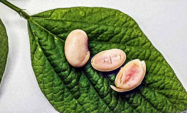 Avanza la tecnología que permite producir la misma cantidad de proteína de 10 cerdos en una hectárea de soja