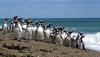Electrifican a un centenar de pingüinos en Punta Tombo: imputan al dueño del campo por maltrato animal