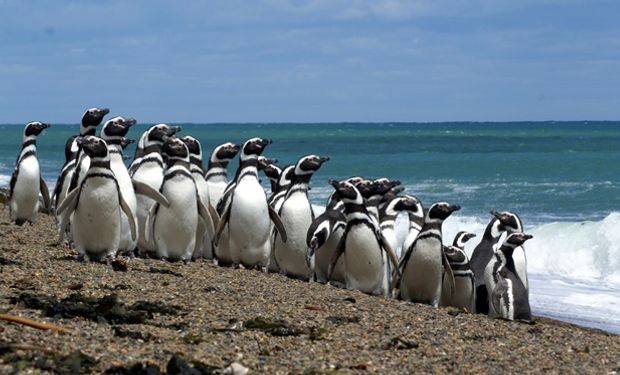 Electrifican a un centenar de pingüinos en Punta Tombo: imputan al dueño del campo por maltrato animal
