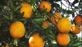 Pinta preta preocupa citricultura, alerta Fundecitrus