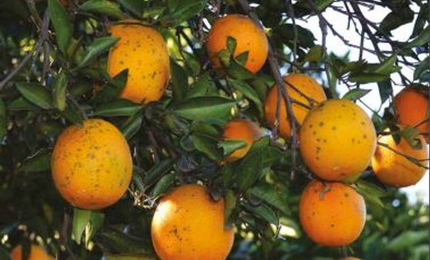 Fundecitrus alerta que nessa época chuvosa, citricultores com frutos jovens devem redobrar atenção. (foto - Fundecitrus)