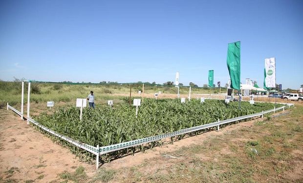 El predio de Expo Pioneros cuenta con 249 hectáreas.