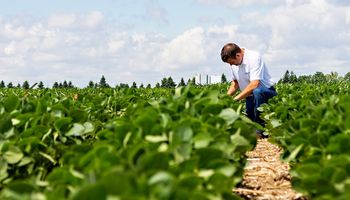 Los 80 asesores que buscan el rendimiento máximo en el campo argentino y la tecnología de soja que ya representa el 12% del área