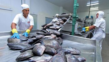 Piscicultura encerra 2025 mais forte e coloca competitividade no centro da agenda de 2026