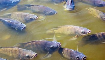 Brasil fisga marca histórica e supera 1 milhão de toneladas na piscicultura