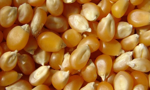 Comenzaron a descender los precios de exportación del maíz pisingallo