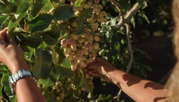 El "oro verde" que crece en el campo: los secretos productivos y el potencial de un fruto con múltiples beneficios
