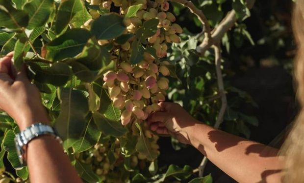 El "oro verde" que crece en el campo: los secretos productivos y el potencial de un fruto con múltiples beneficios