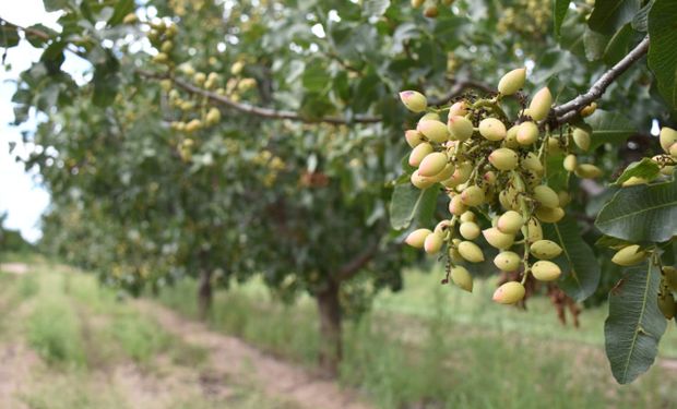En febrero-marzo levantarán la primera cosecha de pistachos, de un ensayo iniciado en 2008.