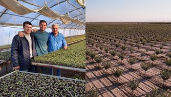 De una "locura" de 20 semillas a producir 1100 hectáreas del nuevo "oro verde" del agro: cómo lo lograron