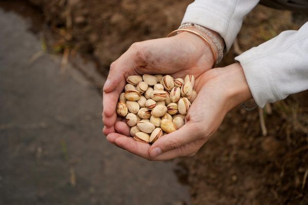 pistachos en la mano