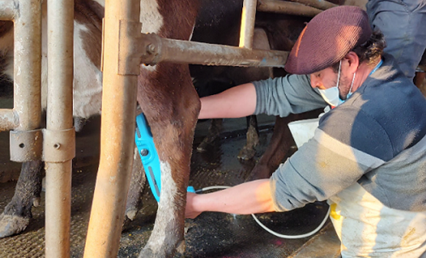 Una pistola que cura la mastitis bovina podría ayudar a la Argentina a recuperar US$ 300 millones por año