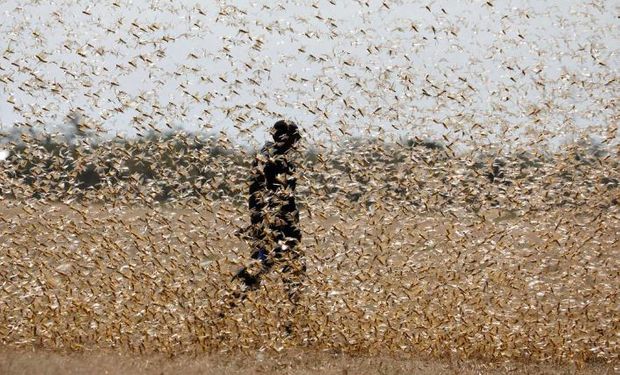 El Banco Mundial aportará US$ 500 millones para combatir la peor plaga de langostas en 70 años