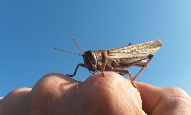 Todos los actores deben involucrarse de manera proactiva en la lucha contra este insecto, especialmente los productores. Fuente: Senasa.