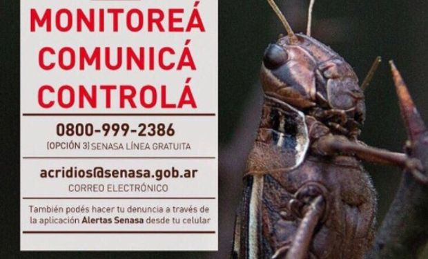 Intensifican los monitoreos y controles para detectar mangas de langostas en Córdoba.