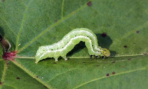 Uno por uno, los insectos que amenazan a la soja, las técnicas de control y consejos para calibrar la pulverizadora