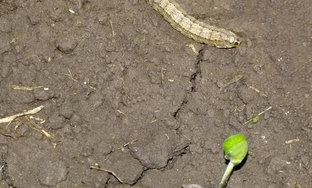 El monitoreo previo a la siembra, los insecticidas de semilla y cebos con atrayentes resultan factores clave en la etapa de implantación.