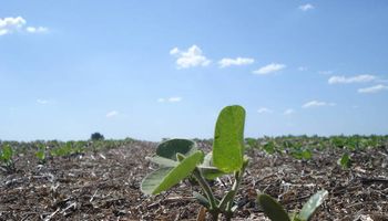 Soja: alertan por los ataques de plagas en la zona núcleo
