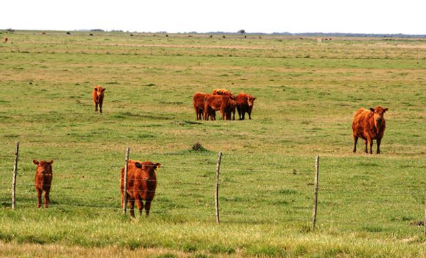 Plan ganadero: con $200 por animal Argentina podría ganar hasta $260.000 millones al año