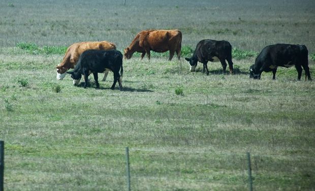 El Consejo Federal Agropecuario abordó el plan ganadero y se conocieron los principales lineamientos