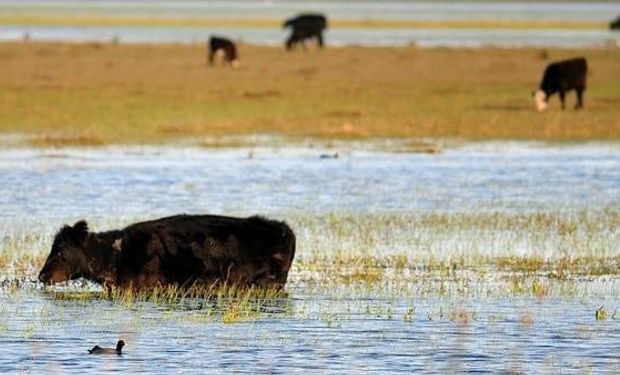 Las intensas lluvias transformaron en humedales muchos potreros ganaderos en Santa Fe, Entre Ríos y Córdoba.