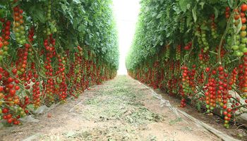 Saiba mais sobre o tomate, uma das hortaliças mais consumidas no mundo