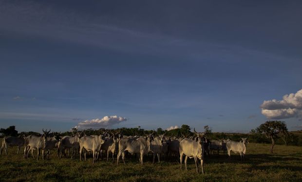 Uma das metas é ampliar cinco milhões os bovinos em terminação intensiva até 2030. (Foto: Agência Brasil)