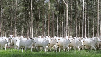 Plano Clima aprovado: o que muda para a agricultura e pecuária a partir de agora?