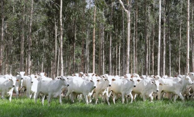 Plano Clima aprovado: o que muda para a agricultura e pecuária a partir de agora?