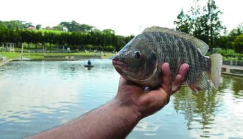Mapa lança Plano Nacional para setor de pesca e aquicultura