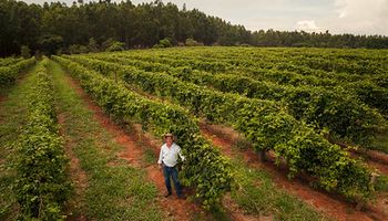 Plano Safra 2022/2023: crédito rural concedido foi de R$ 202,8 bilhões até dezembro