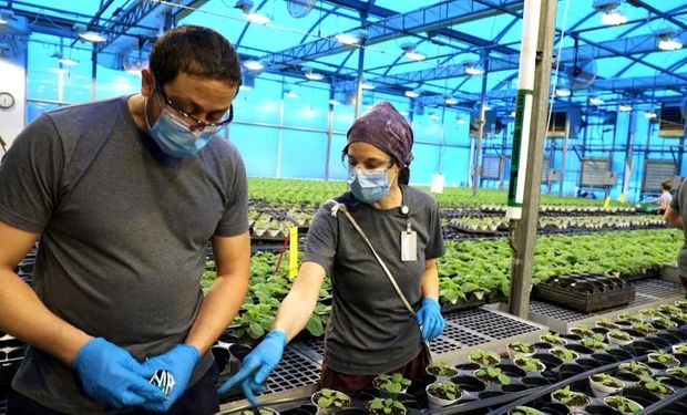 Outros desdobramentos da “agricultura molecular” são transformar as plantas em medicamentos comestíveis, (foto - Medicago)