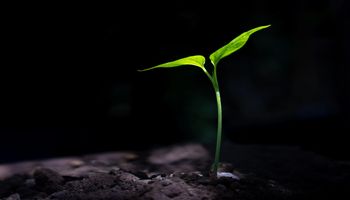 Agricultura “no escuro” cria revolução no cultivo em ambientes controlados