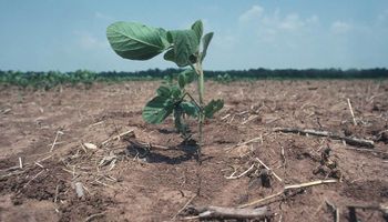 Declaran la emergencia agropecuaria nacional para Santa Fe por la sequía y ofrecen beneficios fiscales