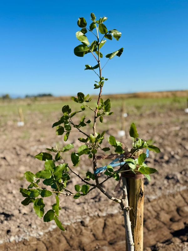 planta de pistachos