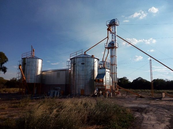 planta de soja formosa