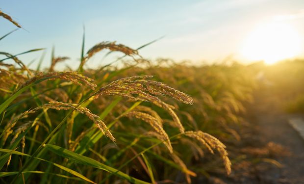 Rio Grande do Sul responde por 70% da safra nacional de arroz. (Foto: banco Freepik)