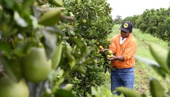 Vai faltar laranja, mas Brasil não será uma nova Flórida